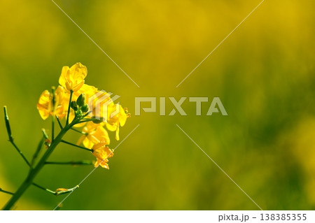 春のやわらかな光に包まれた菜の花 138385355