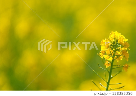 黄色に包まれる菜の花のシンプルな春背景 黄色に包まれる菜の花のシンプルな春背景 138385356