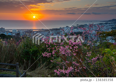 沖縄県名護市　名護城公園さくらの園の早咲きの琉球寒緋桜と夕焼けの名護湾に沈む夕陽 138385358