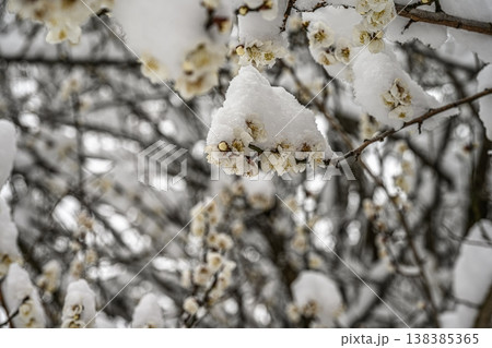雪(高尾山薬王院) 雪(高尾山薬王院) 138385365