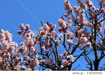 満開の杏の花 138385402