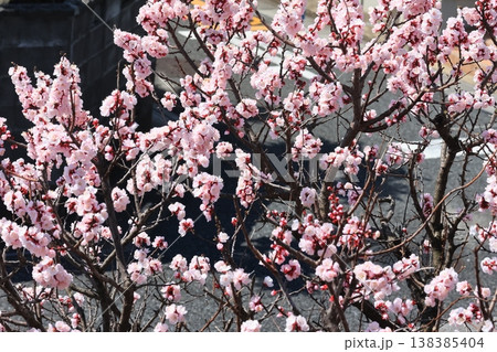 満開の杏の花 満開の杏の花 138385404