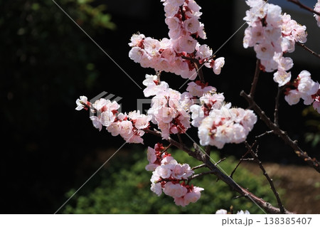 満開の杏の花 満開の杏の花 138385407