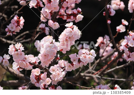 満開の杏の花 満開の杏の花 138385409