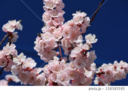 クローズアップ撮影したあんずの花 138385593