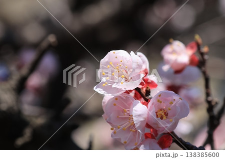 クローズアップ撮影したあんずの花 クローズアップ撮影したあんずの花 138385600