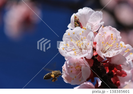 クローズアップ撮影したあんずの花 クローズアップ撮影したあんずの花 138385601