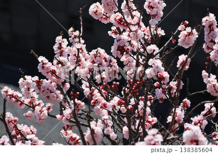 満開の杏の花 138385604