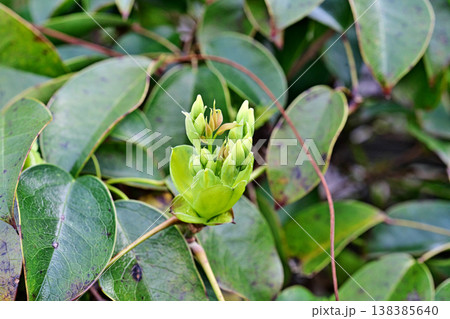 ムベの新芽（春、三月） 138385640