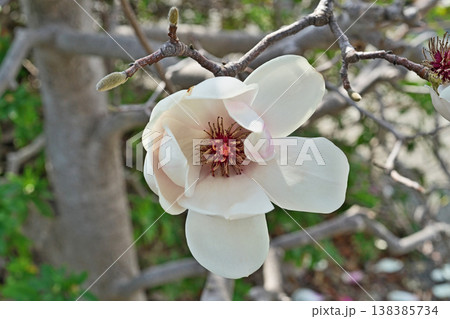 白いモクレンの花(春、三月) 白いモクレンの花(春、三月) 138385734