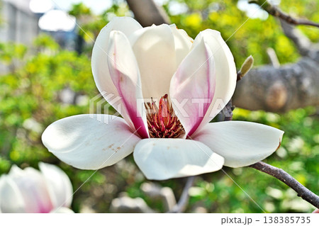 白いモクレンの花（春、三月） 138385735