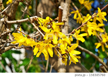 黄色いレンギョウの花(春、三月) 黄色いレンギョウの花(春、三月) 138385760