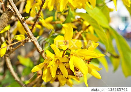 黄色いレンギョウの花(春、三月) 黄色いレンギョウの花(春、三月) 138385761