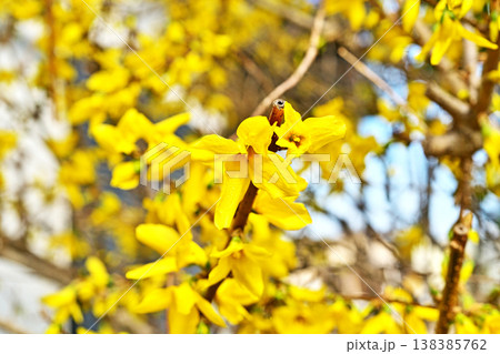 黄色いレンギョウの花(春、三月) 黄色いレンギョウの花(春、三月) 138385762