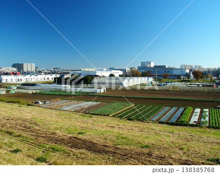 冬の江戸川土手から見る近郊のほうれん草畑風景 冬の江戸川土手から見る近郊のほうれん草畑風景 138385768