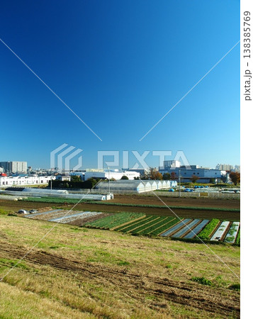 冬の江戸川土手から見る近郊のほうれん草畑風景 冬の江戸川土手から見る近郊のほうれん草畑風景 138385769