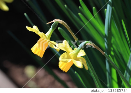クローズアップ撮影したスイセンの花 クローズアップ撮影したスイセンの花 138385784