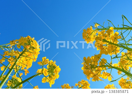 青空を見上げる菜の花の春イメージ 138385871