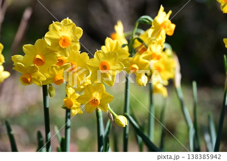 春の訪れを告げる鮮やかな黄色い水仙（スイセン）の花群 138385942