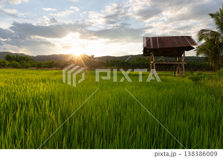 Rice Field Landscape at Sunset Rice Field Landscape at Sunset 138386009
