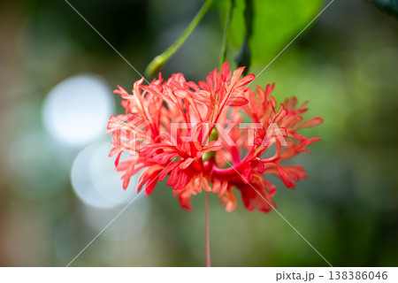 小田原フラワーガーデンの温室に咲くフウリンブッソウゲ 138386046