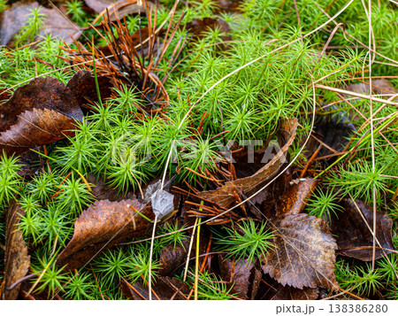 Moss sphagnum close up 138386280