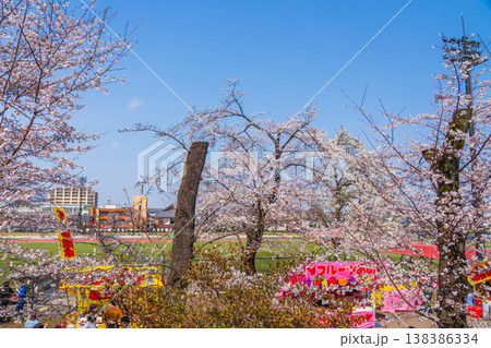 八王子市　桜祭り　富士森公園 138386334