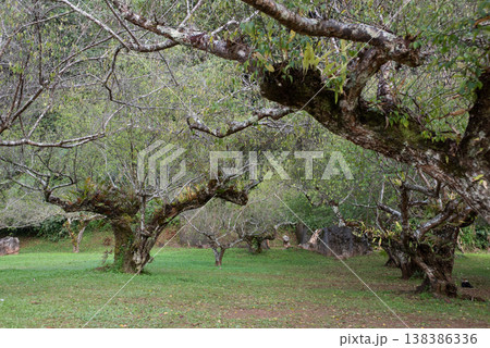 Plum tree plantation at Royal Agricultural Station Angkhang in Chiang Mai,Thailand. Plum tree plantation at Royal Agricultural Station Angkhang in Chiang Mai,Thailand. 138386336