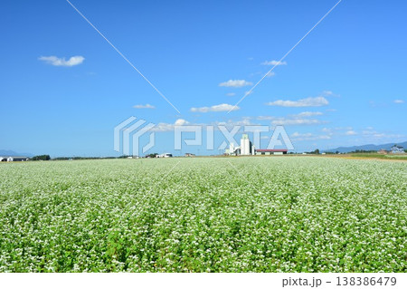 ソバの花 138386479