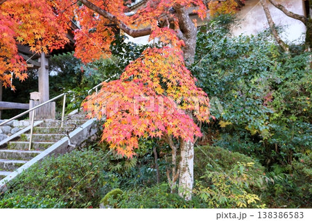 綺麗　紅葉　イロハモミジ 138386583