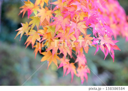 色とりどり　イロハモミジ 138386584