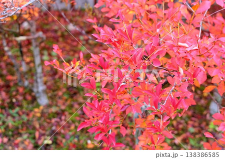 紅葉　ドウダンツツジの葉 138386585