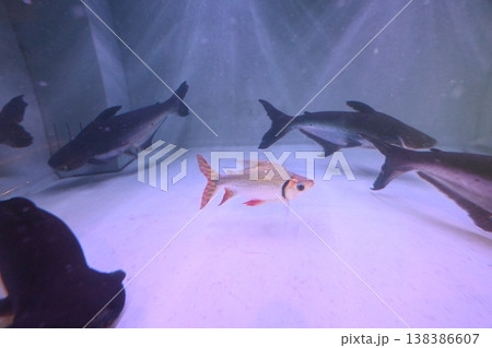 アクアリウムを彩るシルバーシャークと大型熱帯魚の混泳 138386607