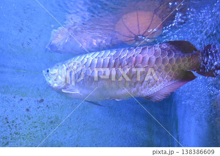 水槽の中を優雅に泳ぐ大型淡水魚アジアアロワナ 138386609