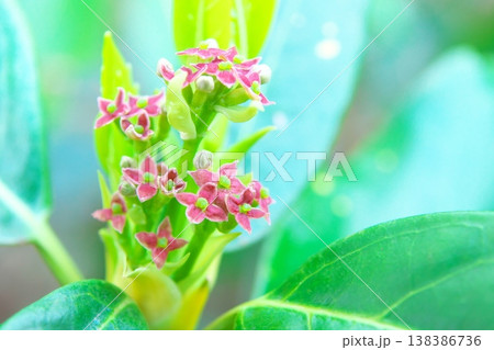 アオキの雌花 138386736