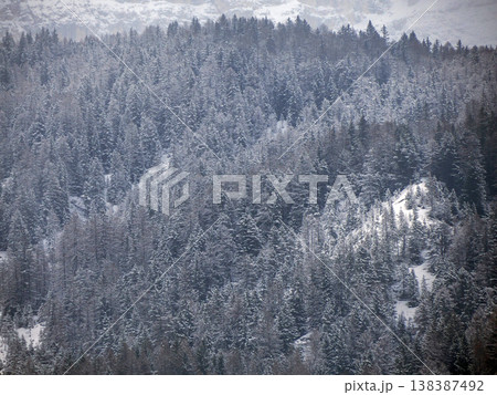 dolomites trees covered by snow in winter season dolomites trees covered by snow in winter season 138387492