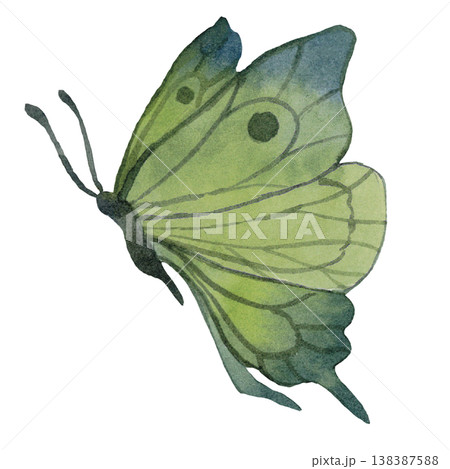 Light Green Butterfly Illustration 138387588