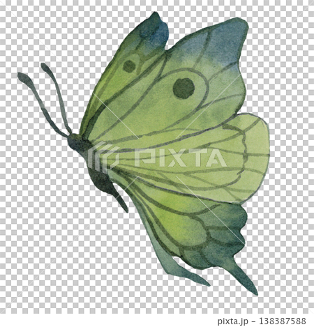 Light Green Butterfly Illustration 138387588