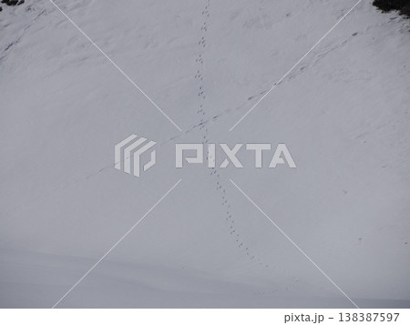 animal tracks on the snow in dolomites mountains 138387597