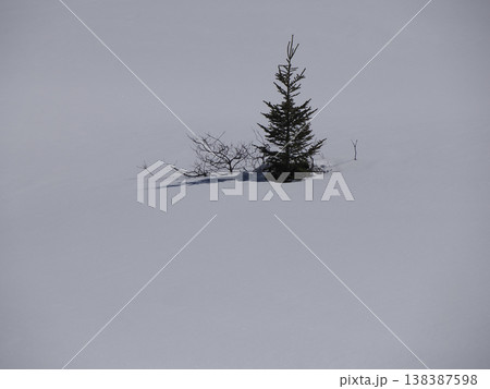 lonely pine tree in mountain covered by snow in armentarola pralongia dolomites mountains 138387598