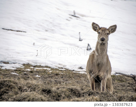 deer looking for food on snowy dolomites mountains deer looking for food on snowy dolomites mountains 138387623