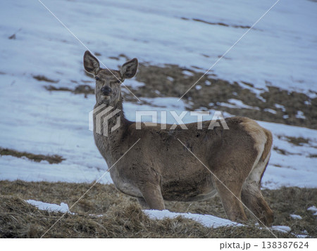 deer looking for food on snowy dolomites mountains deer looking for food on snowy dolomites mountains 138387624