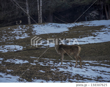 deer looking for food on snowy dolomites mountains deer looking for food on snowy dolomites mountains 138387625