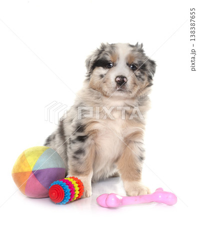 puppy australian shepherd and toys puppy australian shepherd and toys 138387655