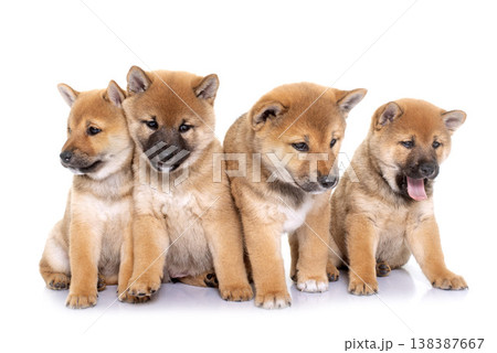 puppies shiba inu puppies shiba inu 138387667