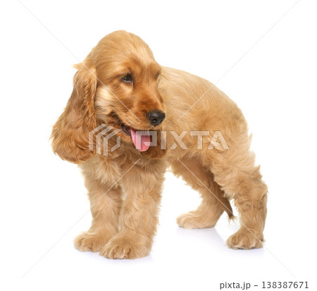 puppy cocker spaniel puppy cocker spaniel 138387671