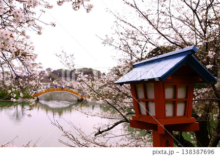 桜で染まる太鼓橋と灯籠 138387696