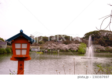 灯籠と噴水と桜 灯籠と噴水と桜 138387697