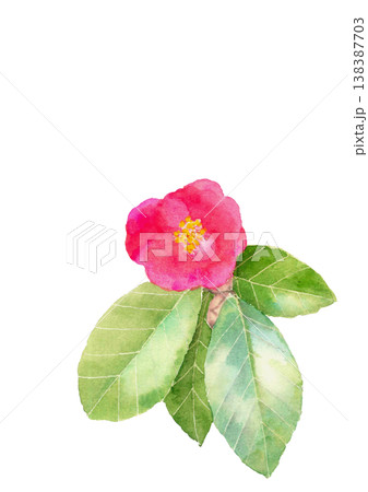 水彩で描いた紅色の一輪の椿のイラスト素材【手描き】白バック 透過背景 コピースペースあり 138387703