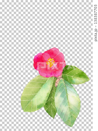 一幅手繪的單朵深紅色山茶花水彩插圖，背景為白色，背景透明，留有空白區域。 138387703